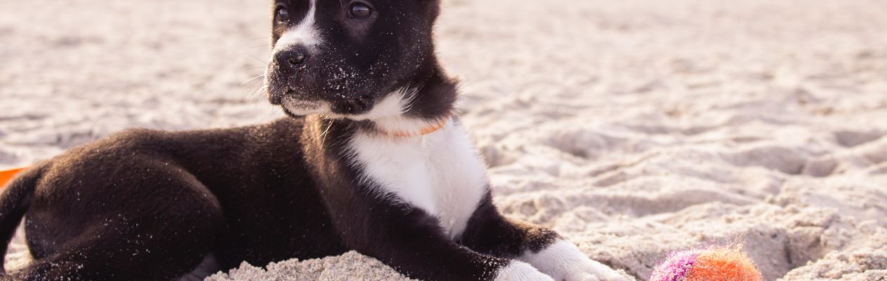 Valp av border collie-typ ligger i sand