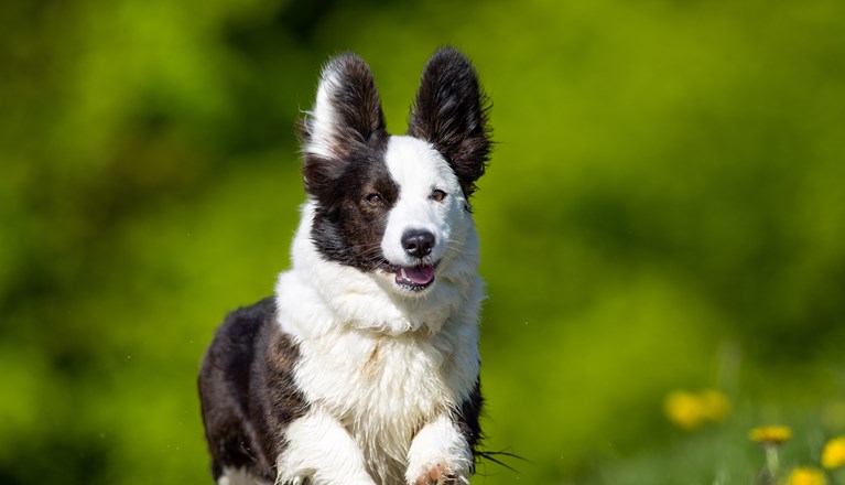 Glad welsh corgi cardigan som springer