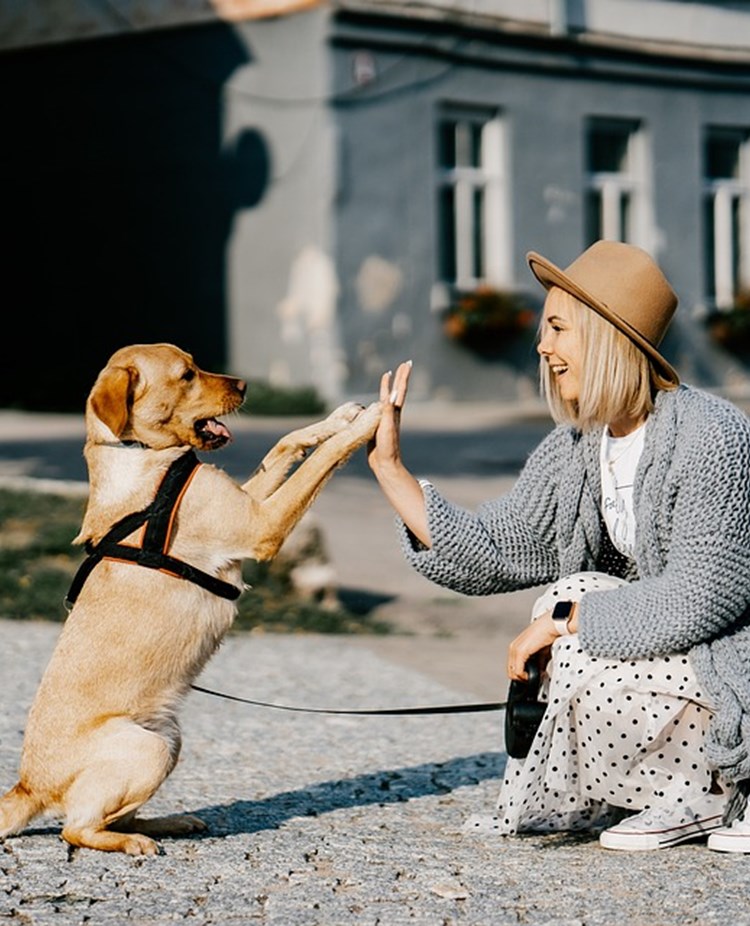 vänner flicka och hund