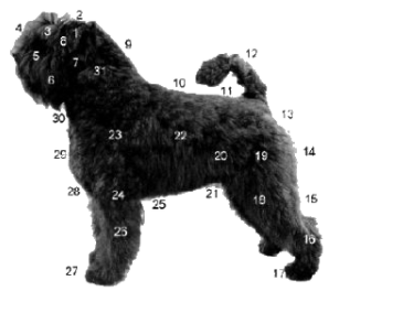 Bouvier des flandres i profil mot vit bakgrund.