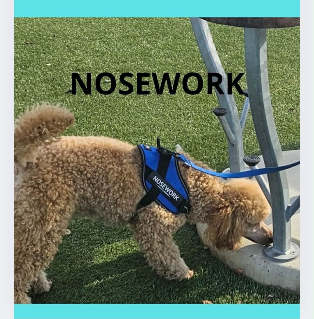 Liten, ljus, pudel letar efter noseworkgömma 