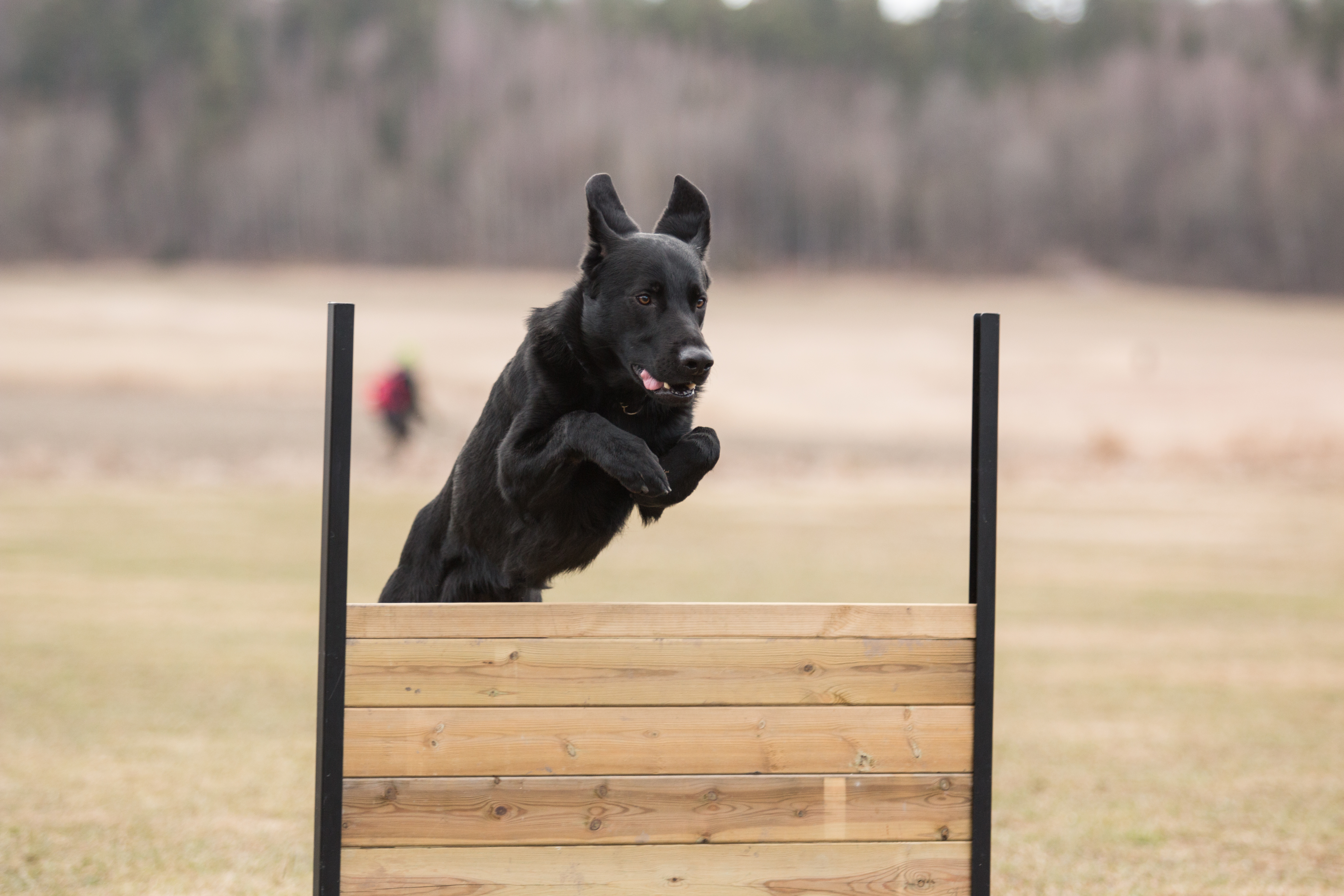 Retriever som hoppar över lydnadshindret