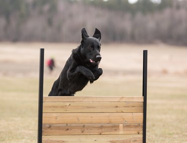Retriever som hoppar över lydnadshindret