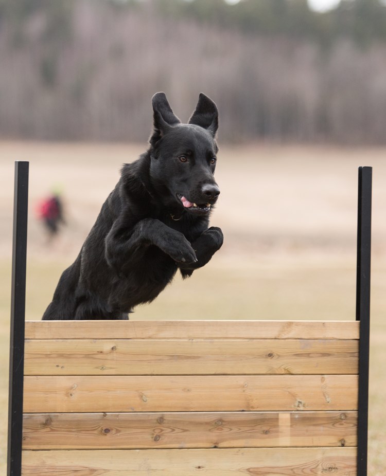 Retriever som hoppar över lydnadshindret
