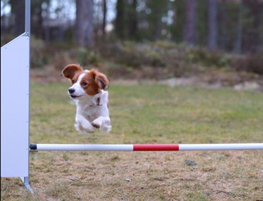 Kooiker som hoppar ett agilityhinder