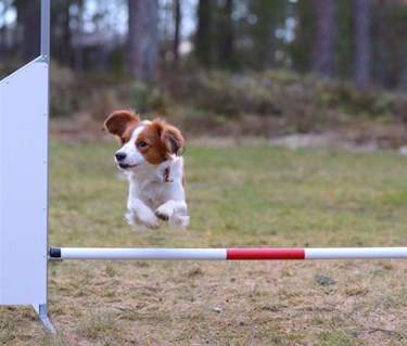 Kooiker som hoppar ett agilityhinder