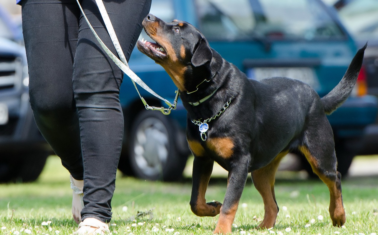 Rottweiler linförighet