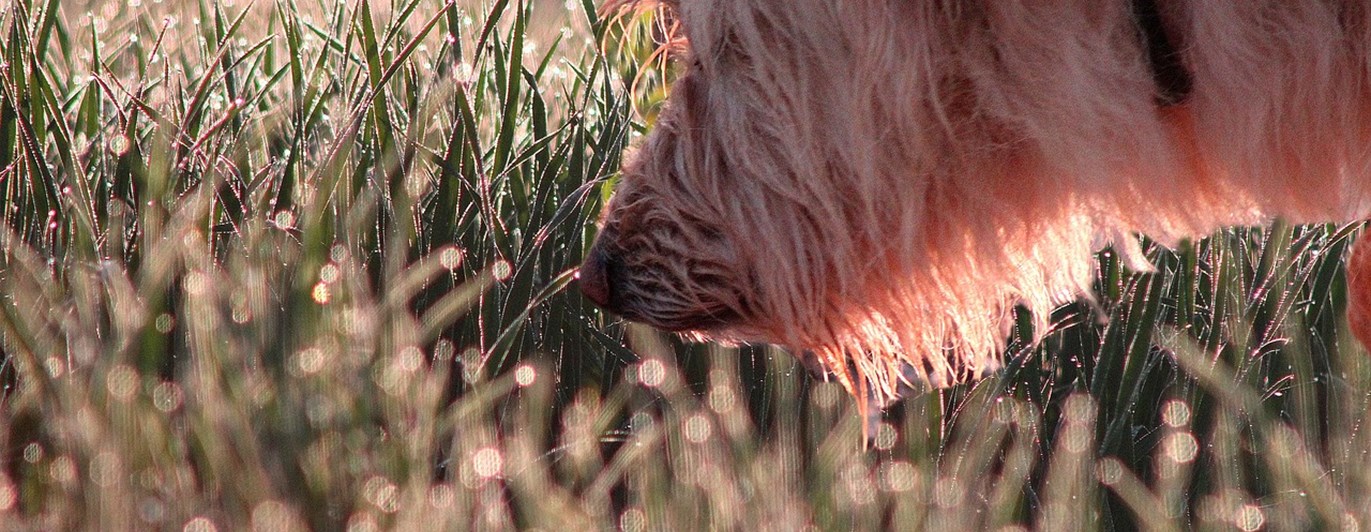 Hund som spårar i gräs