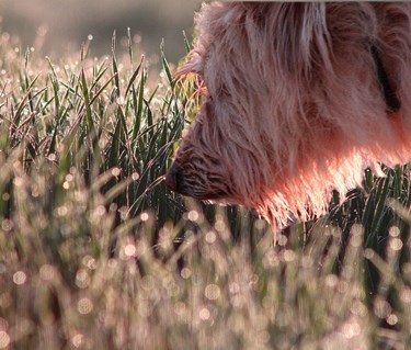 Hund som spårar i gräs