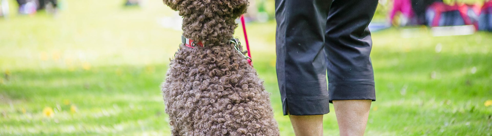 Hund i fotposition