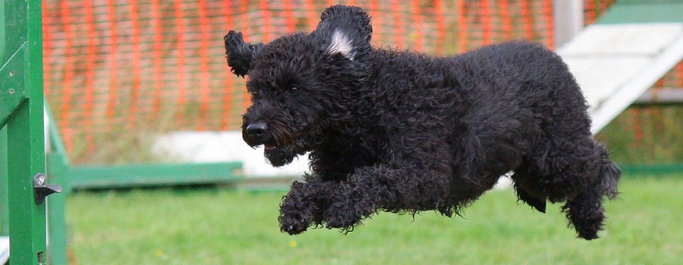 Svart Pumi som hoppar över hinder