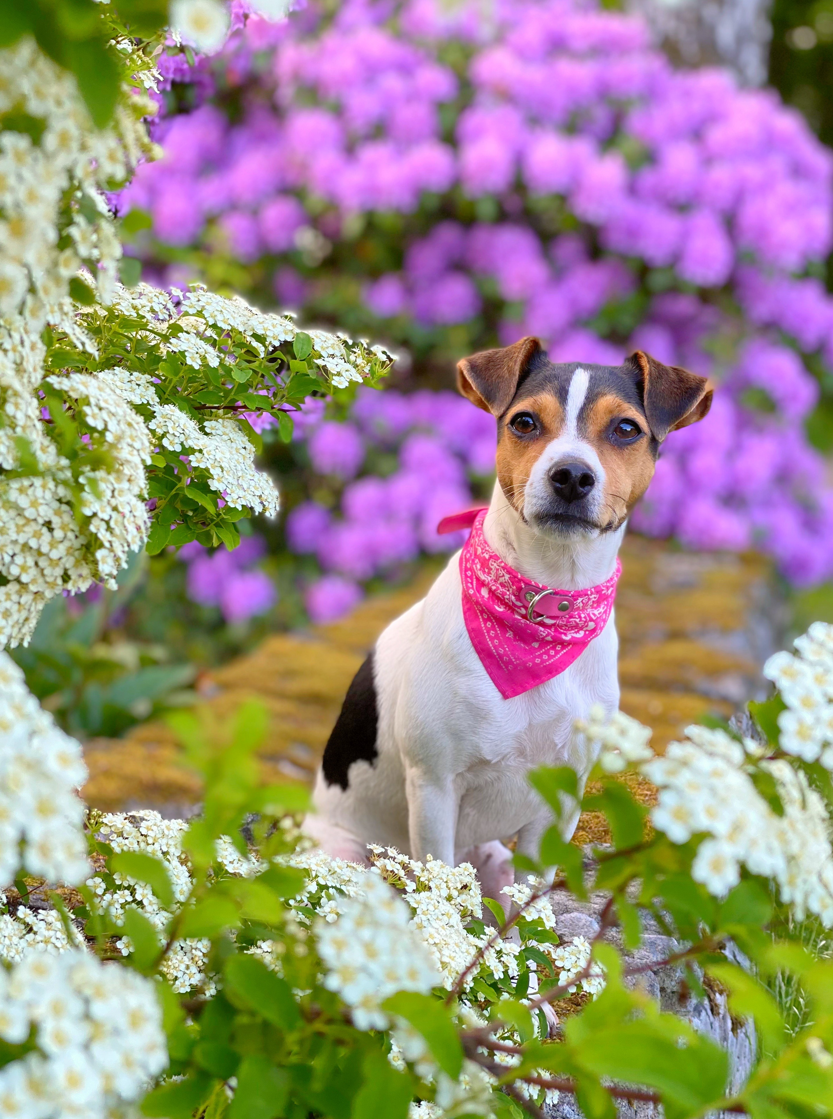 Dansk-svensk gårdshund med rosa halsband och rosa bandana sittande på stenar, omringad av färgglada blommor