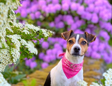 Dansk-svensk gårdshund med rosa halsband och rosa bandana sittande på stenar, omringad av färgglada blommor