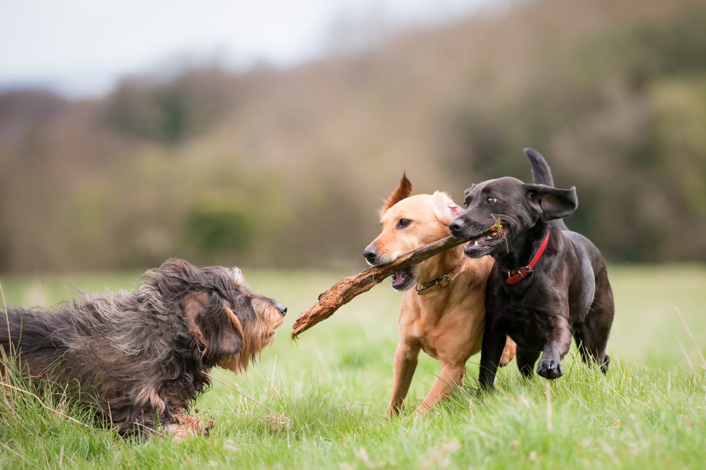 Tre hundar som leker med en pinne