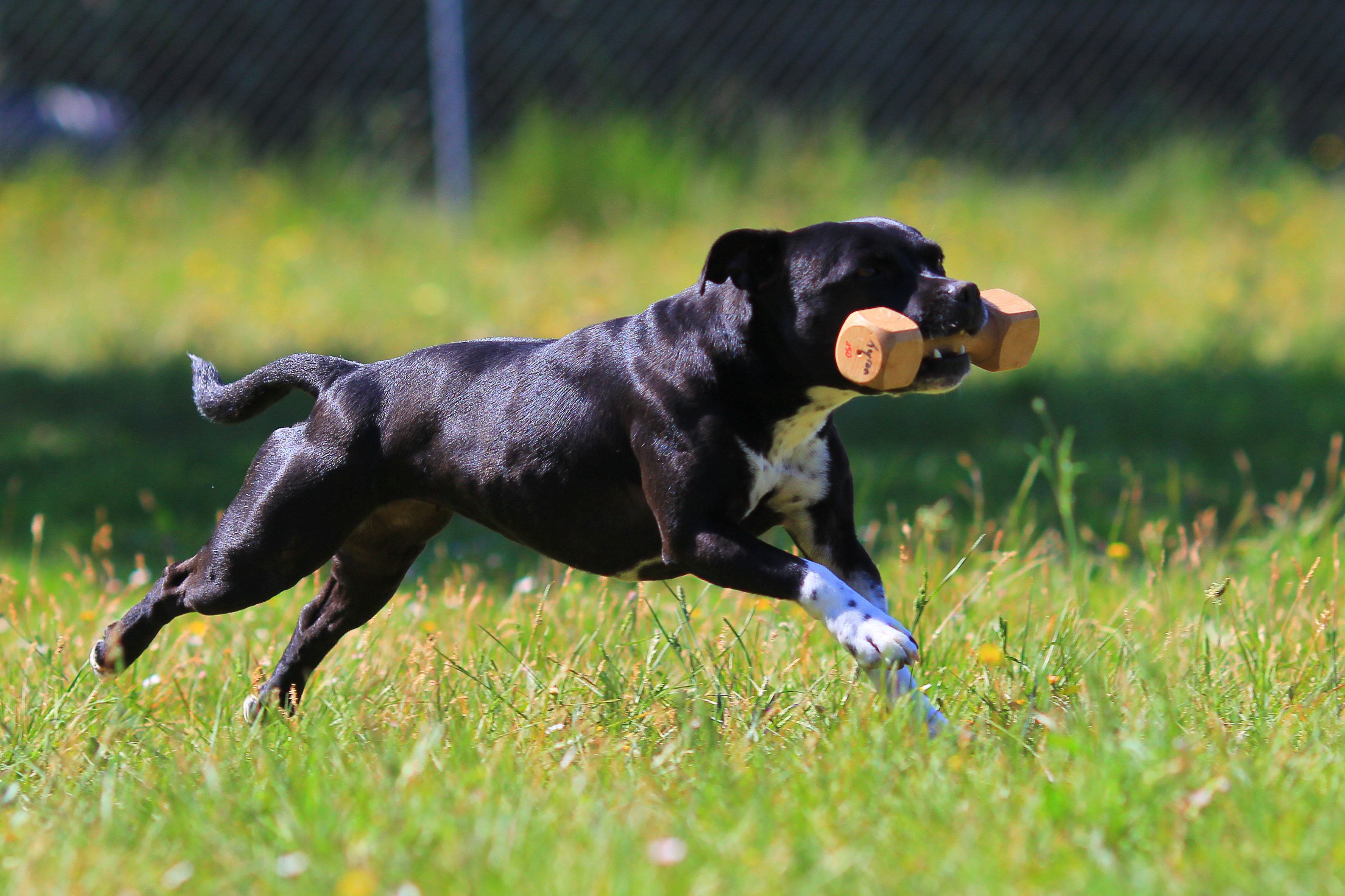 Staffordshire bullterrier som apporterar en träapport