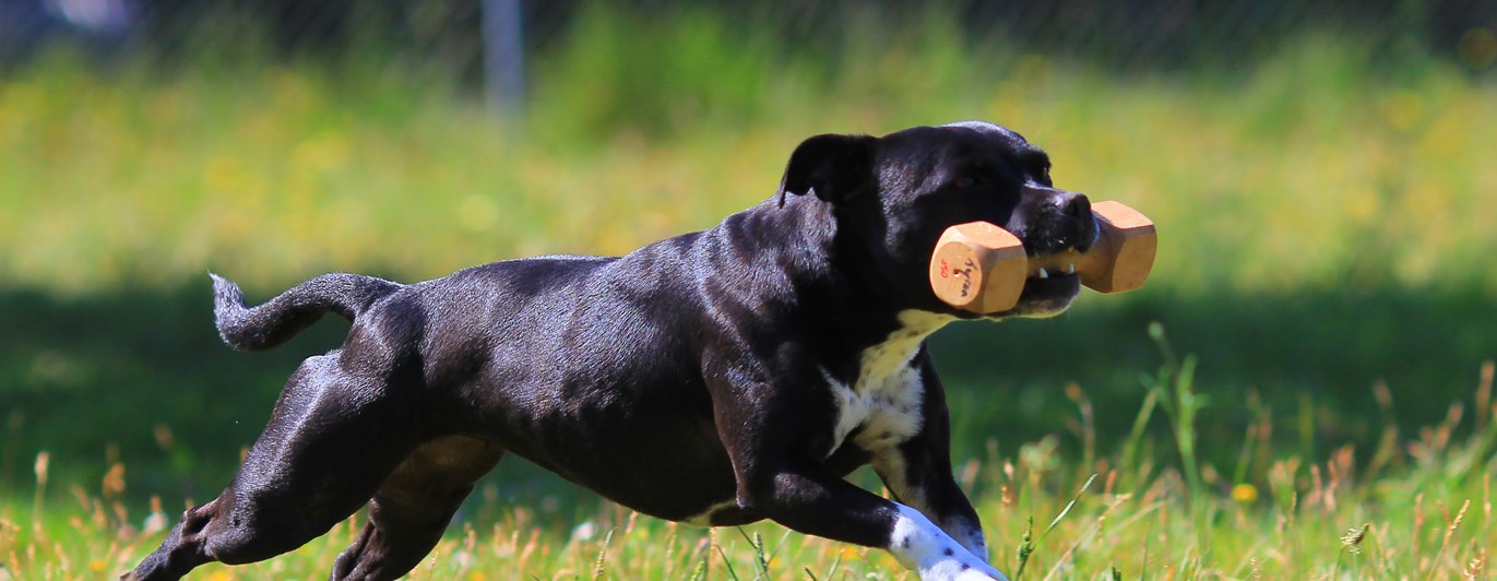 Staffordshire bullterrier som apporterar en träapport