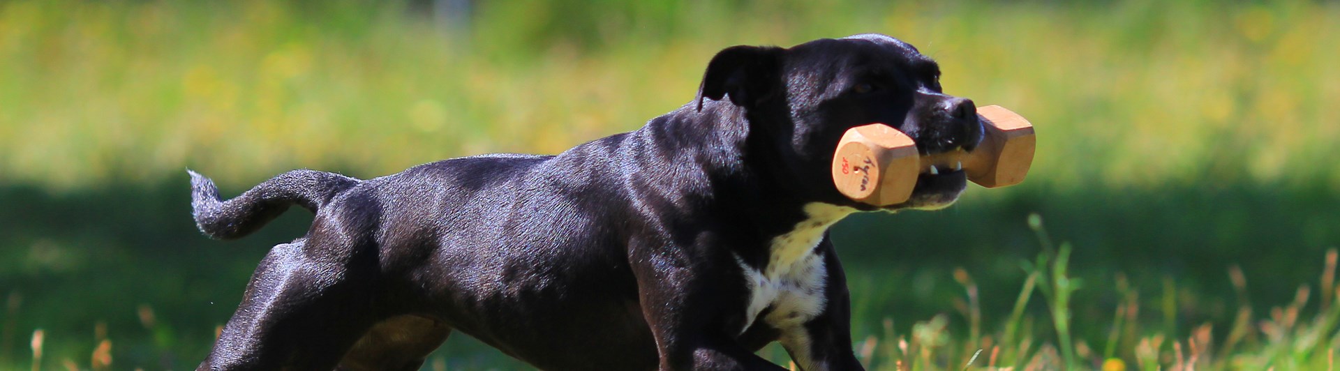 Staffordshire bullterrier som apporterar en träapport