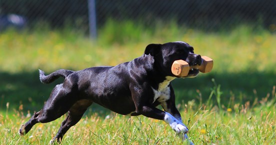 Staffordshire bullterrier som apporterar en träapport