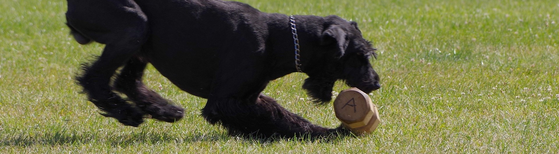 Risenschnauzer tar upp en apportbock