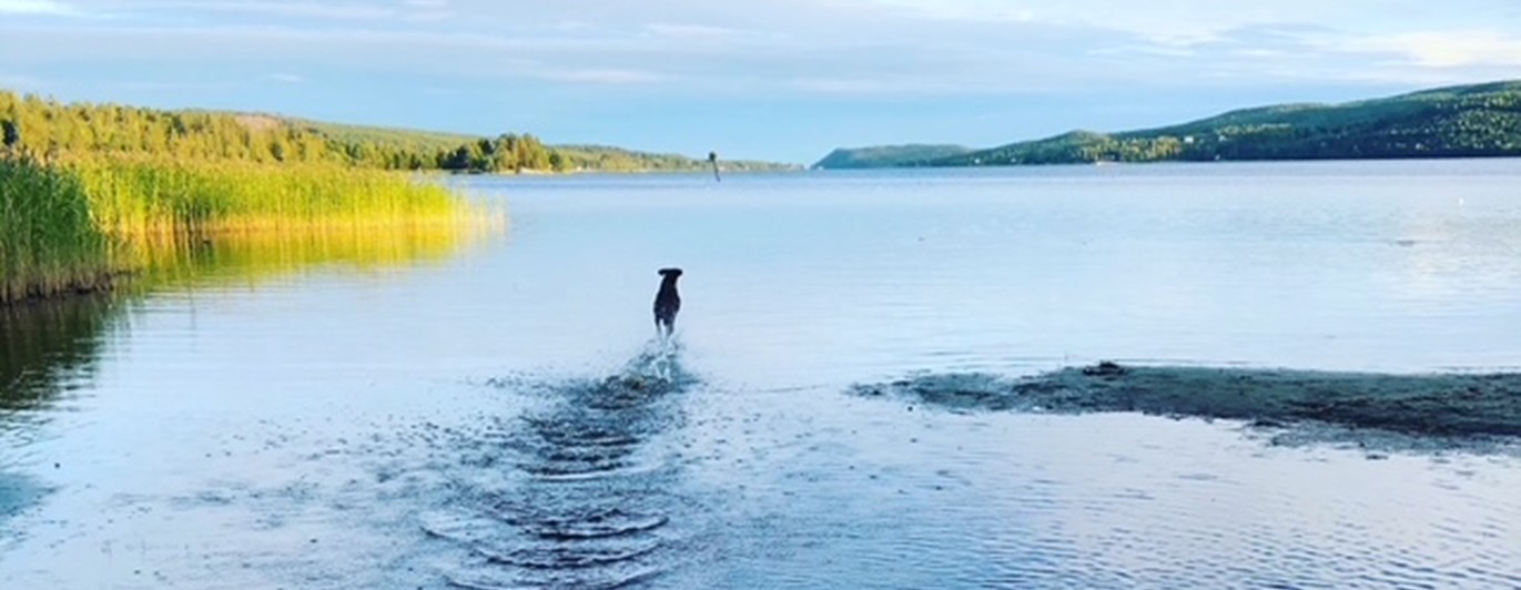 Hund som springer ut i vatten