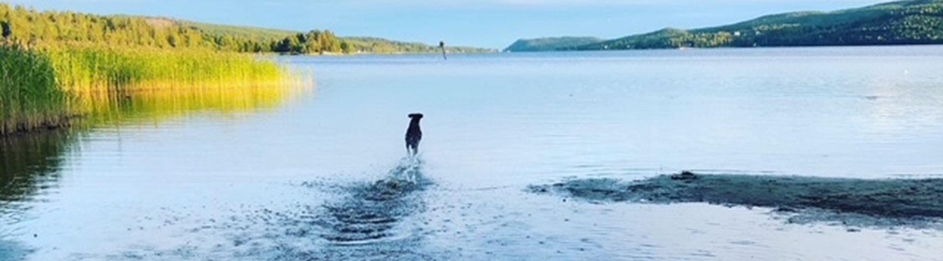 Hund som springer ut i vatten