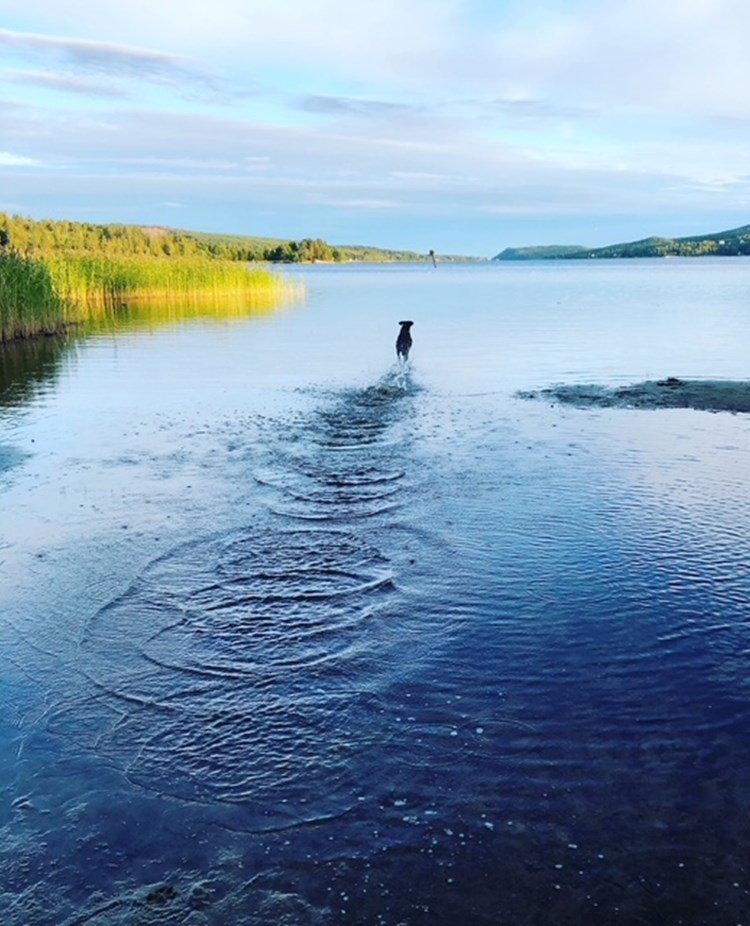 Hund som springer ut i vatten
