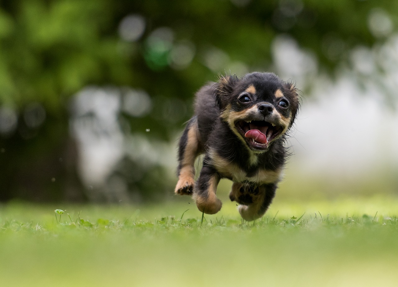 liten hund springer