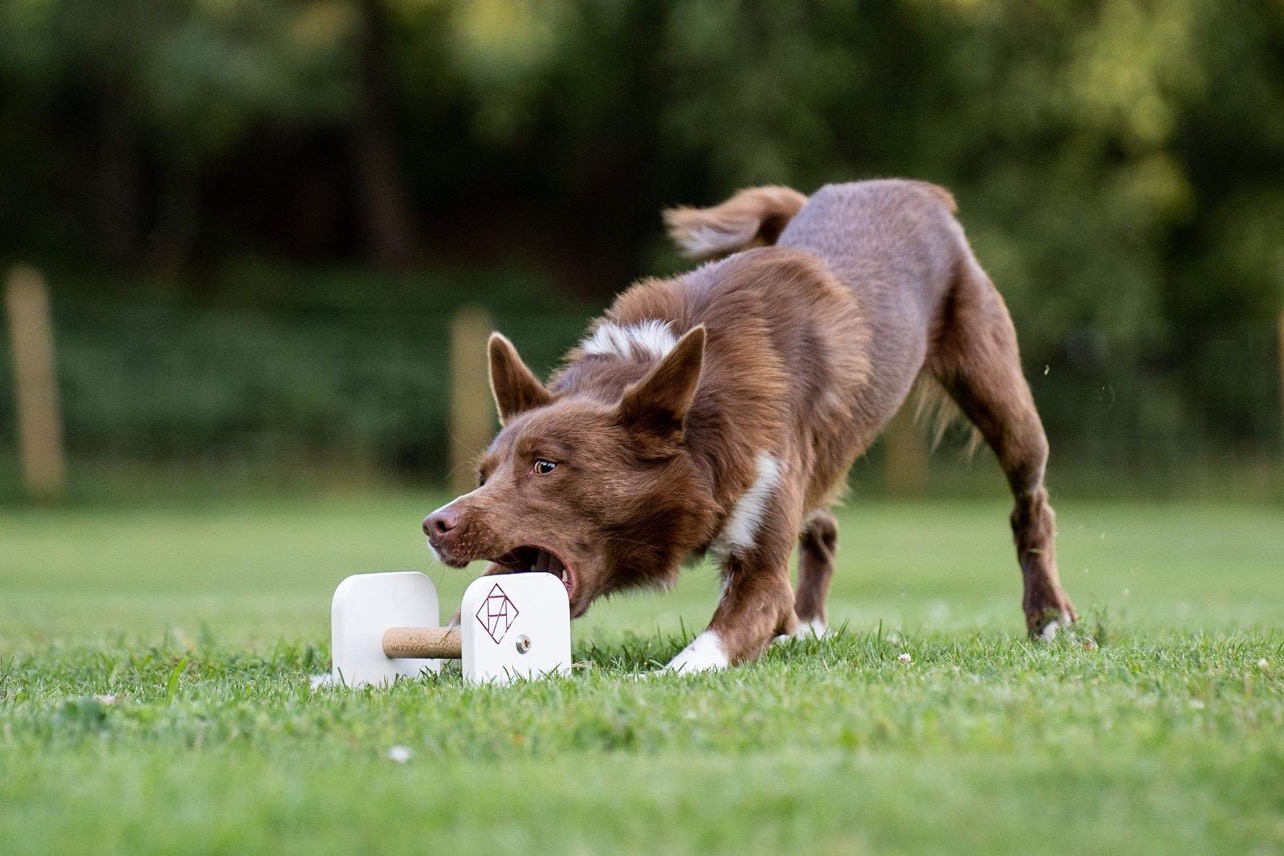 Hund som griper en apport