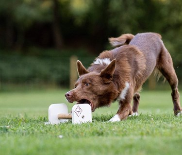 Hund som griper en apport
