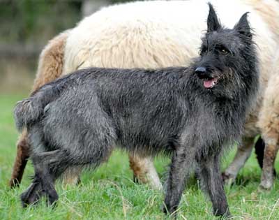 Bouvier des Ardennes som står framför en grupp får