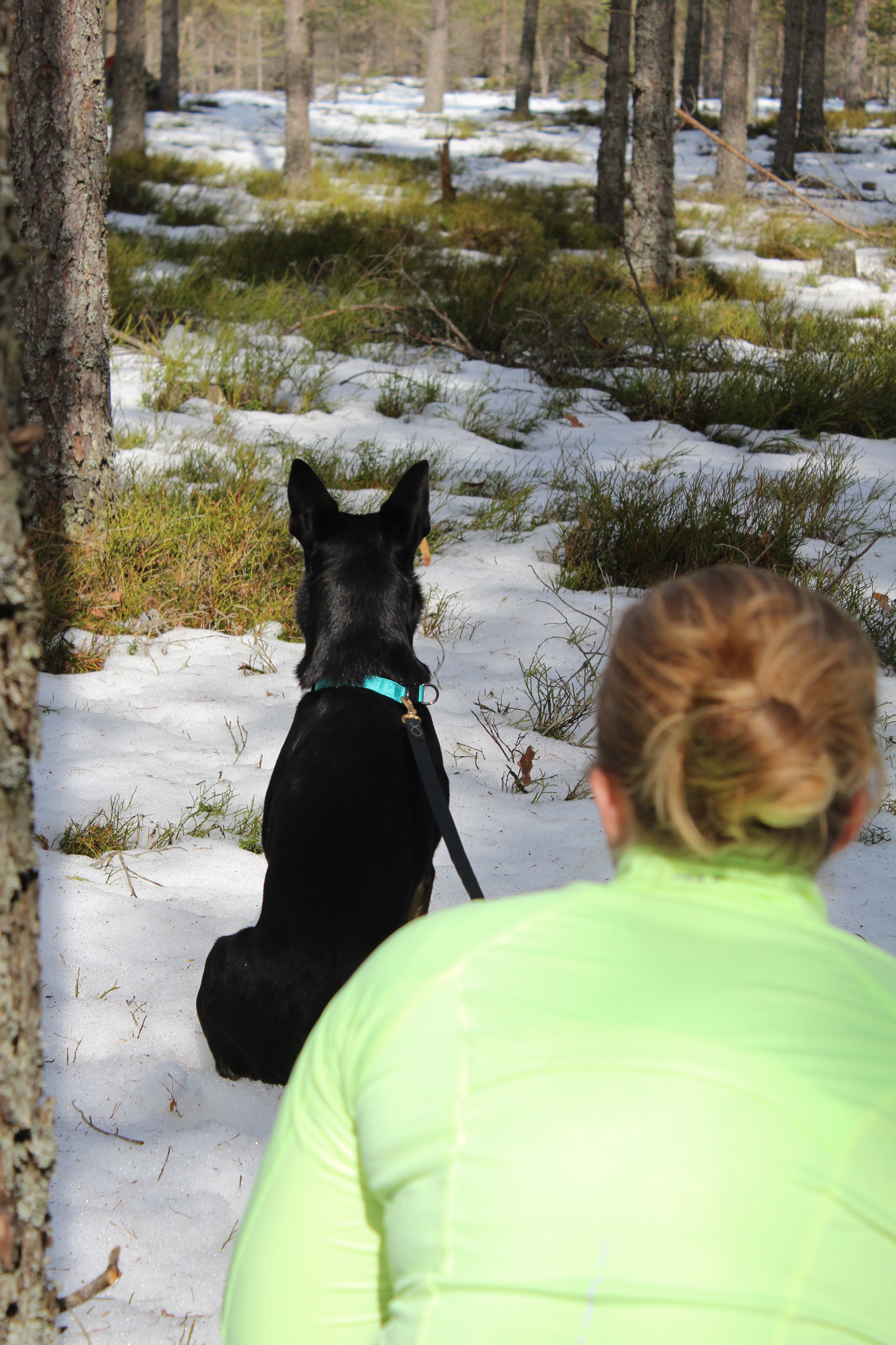 Hund och människa i skogen