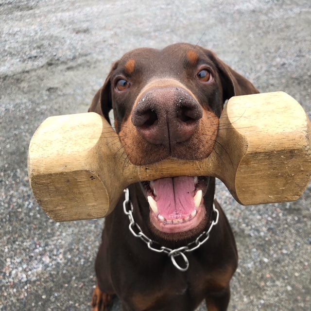 Dobermann men apport i munnen