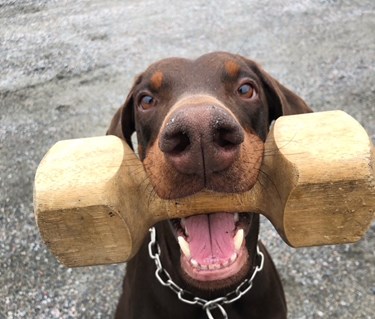 Dobermann men apport i munnen