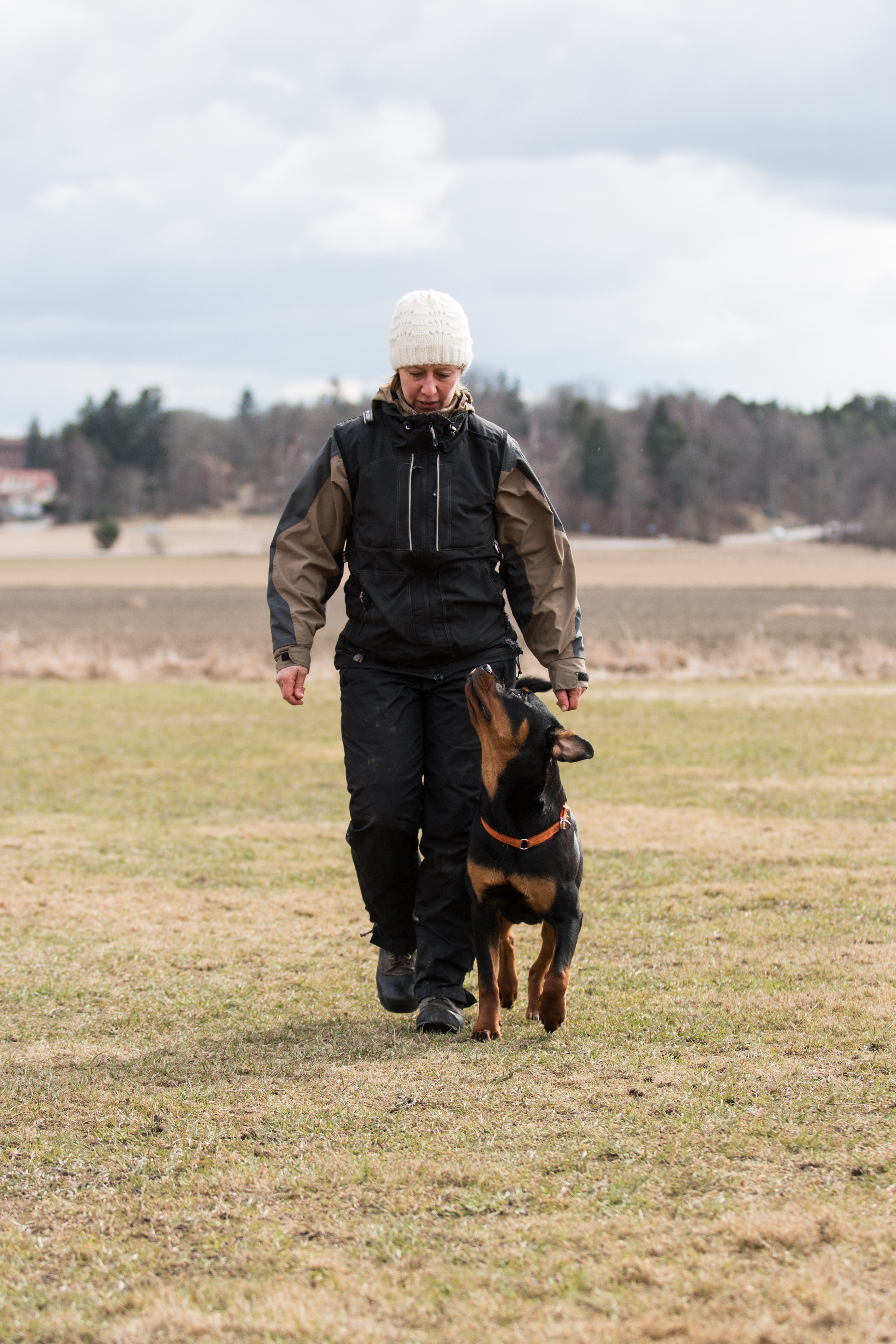 Rottweiler som går fot