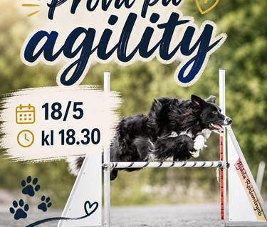 Prova på agility