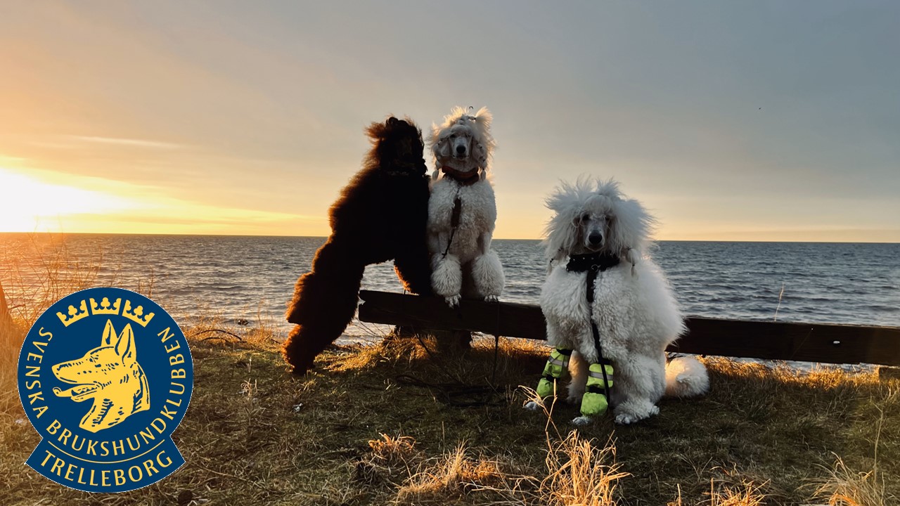 Bild på unga pudlar
