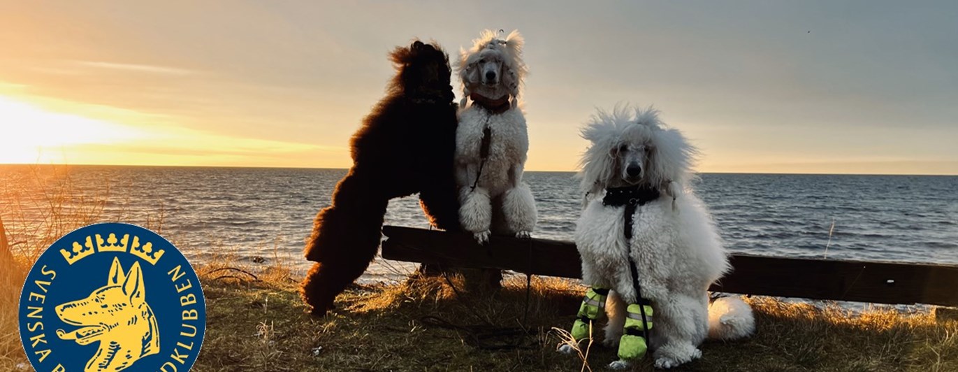 Bild på unga pudlar