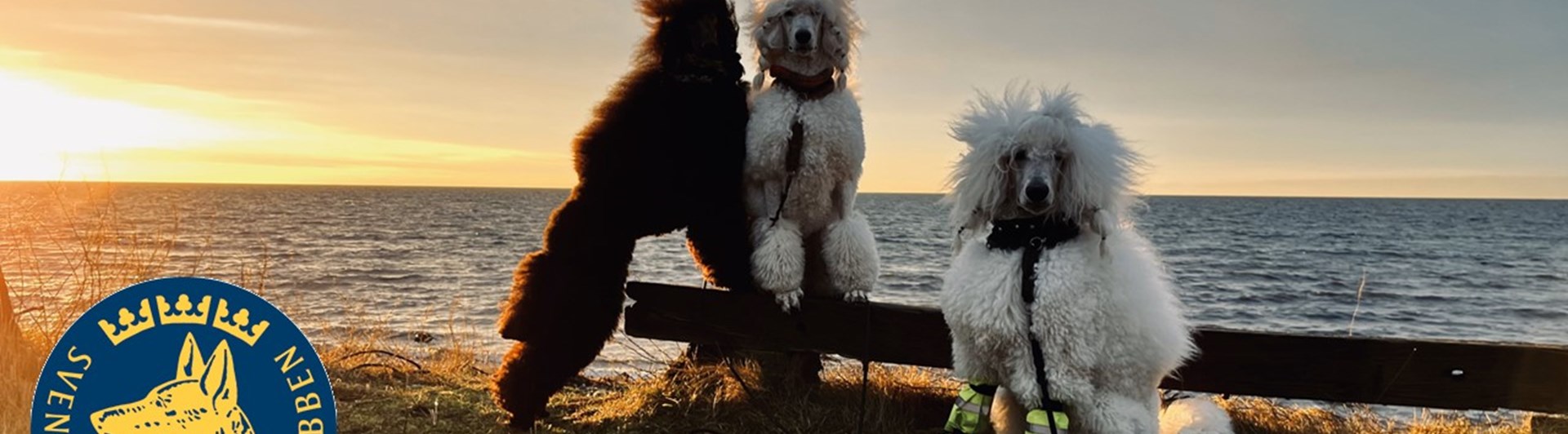 Bild på unga pudlar