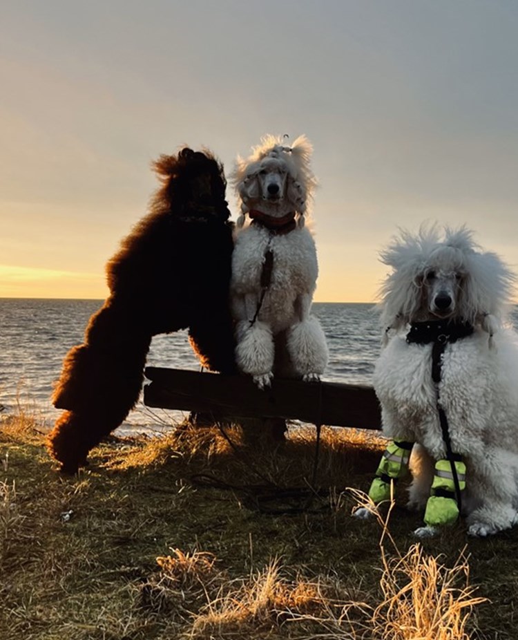 Bild på unga pudlar