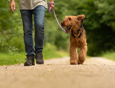 Kopplad airedaleterrier