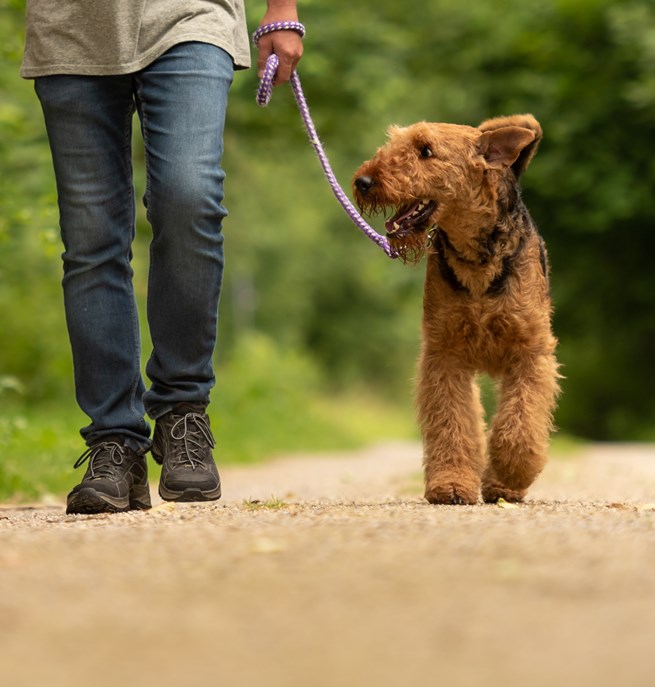 Kopplad airedaleterrier