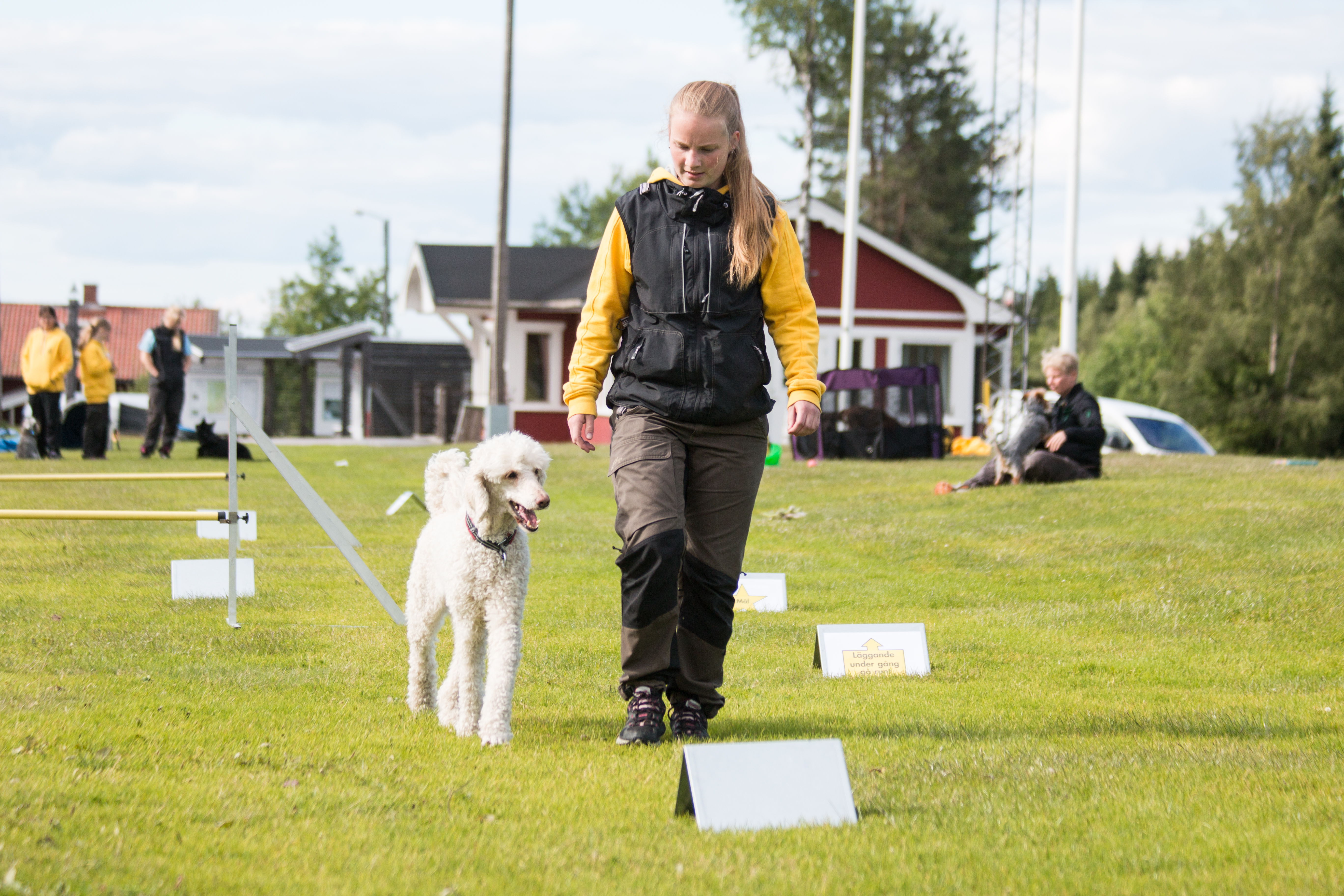 Storpudel som går en rallylydnadsbana