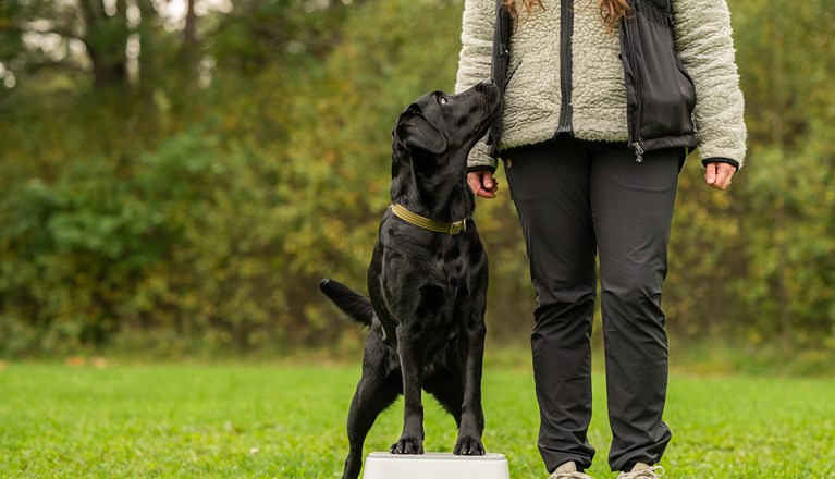 Balansträning på pall