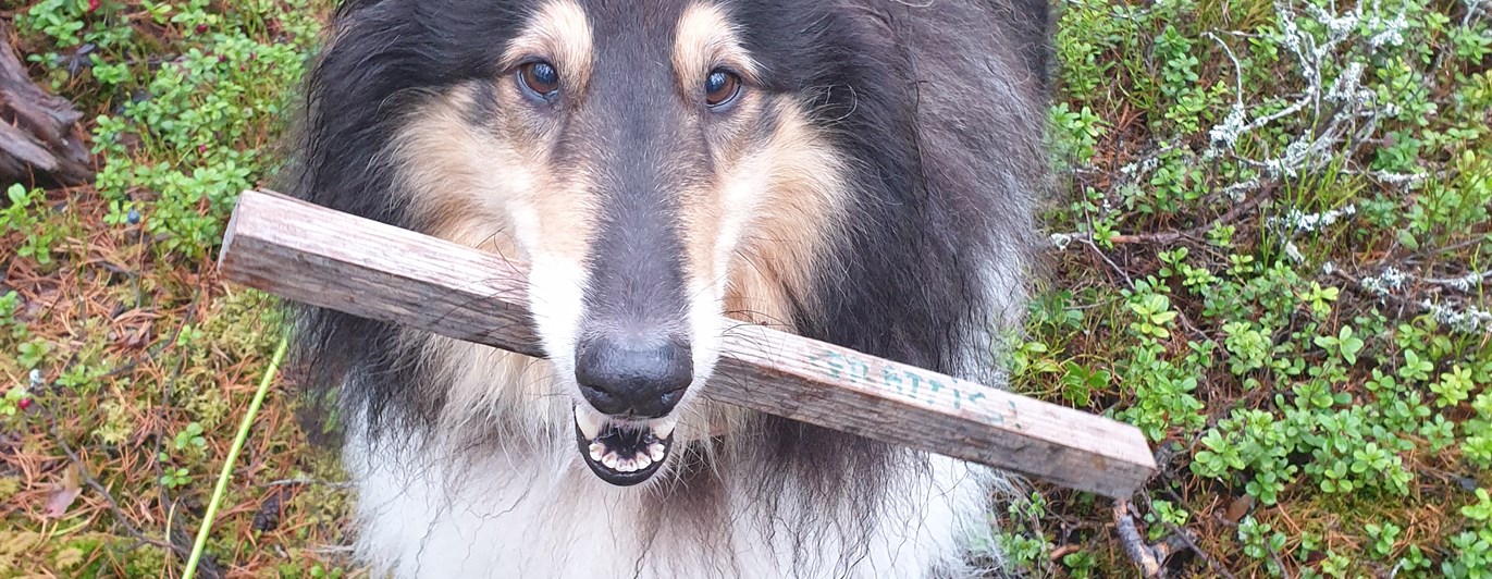 Collie med spårpinne i munnen