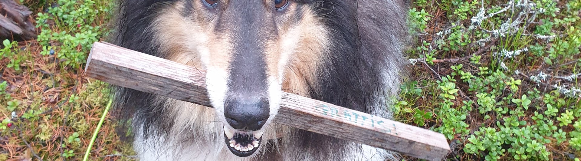 Collie med spårpinne i munnen