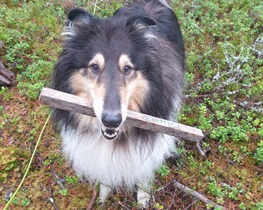 Collie med spårpinne i munnen