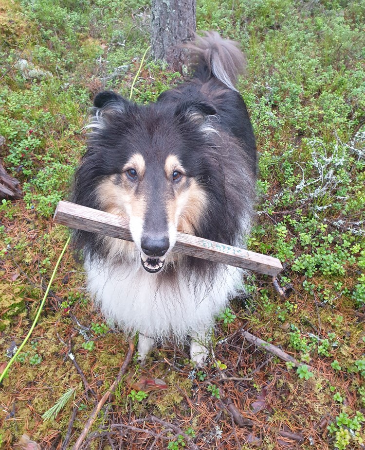 Collie med spårpinne i munnen