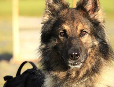 Hund som tittar in i kameran