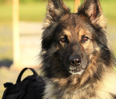 Hund som tittar in i kameran