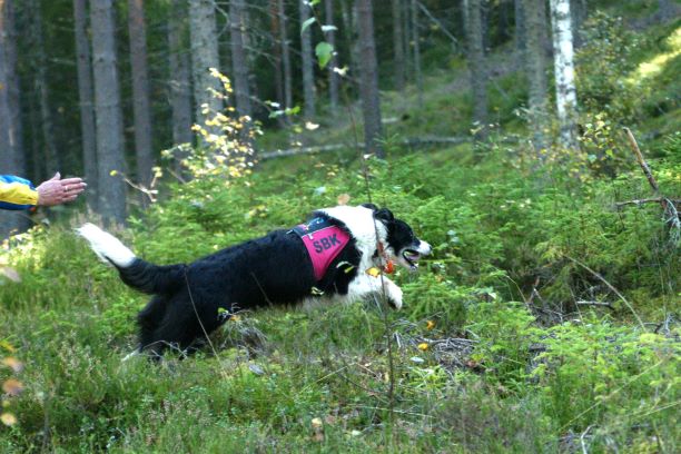 Border collie skickas ut på sök